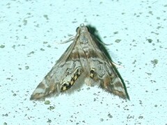 Petrophila canadensis