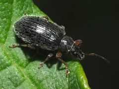 Phyllobius oblongus