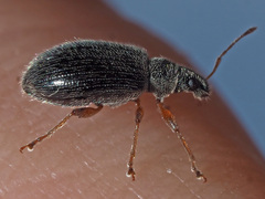 Phyllobius oblongus
