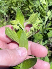 Lithospermum virginianum