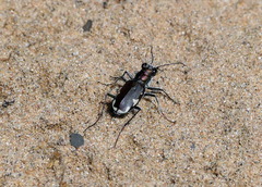 Cicindela scutellaris