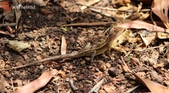 Diporiphora bilineata