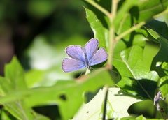 Plebejus samuelis