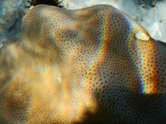 Goniastrea stelligera