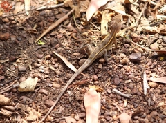 Diporiphora bilineata