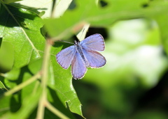 Plebejus samuelis