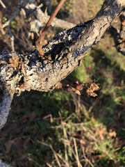 Disholcaspis mellifica