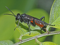 Macrophya annulata