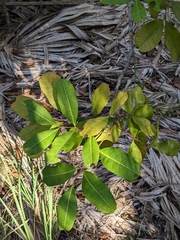 Cupaniopsis anacardioides