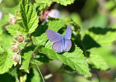 Plebejus samuelis