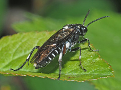 Macrophya punctumalbum