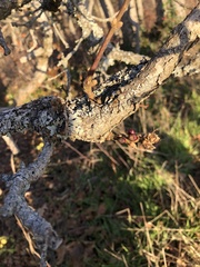 Disholcaspis mellifica