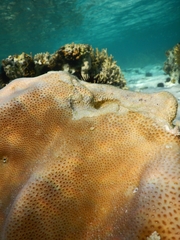 Goniastrea stelligera