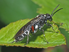 Macrophya punctumalbum