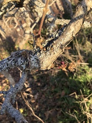 Disholcaspis mellifica