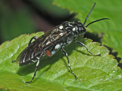 Macrophya punctumalbum