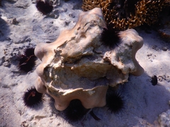 Goniastrea stelligera