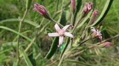 Oxypetalum solanoides