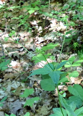 Sanicula marilandica