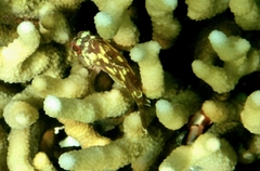 Sebastapistes cyanostigma