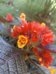 Chrysothemis pulchella