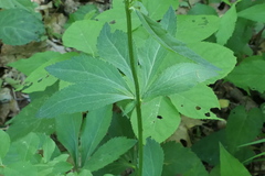 Sanicula marilandica