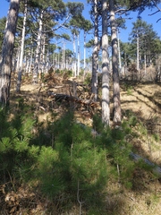 Pinus nigra pallasiana