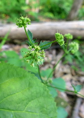 Sanicula marilandica