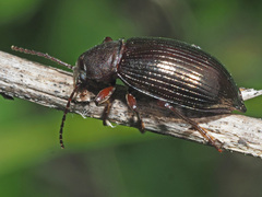 Stenomax aeneus