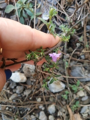Campanula sibirica taurica