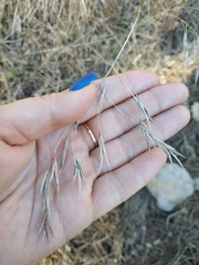 Bromus squarrosus