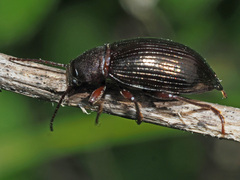 Stenomax aeneus