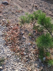 Seseli dichotomum