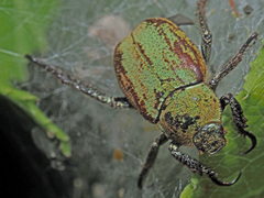 Hoplia argentea