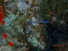 Ancylomenes pedersoni