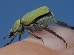 Hoplia argentea