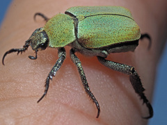 Hoplia argentea
