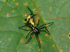 Micrathena vigorsi