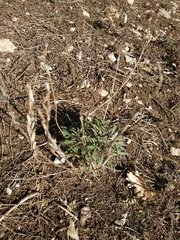 Erysimum cuspidatum