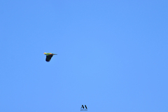 Amazona autumnalis salvini