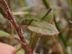 Wahlenbergia rupestris