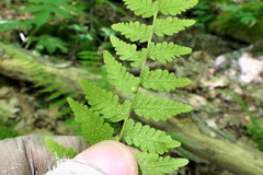 Cystopteris bulbifera