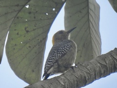 Melanerpes hoffmannii