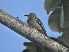 Melanerpes hoffmannii