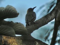 Melanerpes hoffmannii