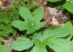 Hydrastis canadensis