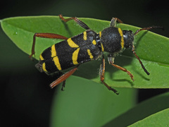 Clytus arietis