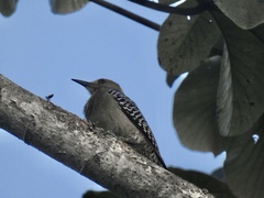 Melanerpes hoffmannii