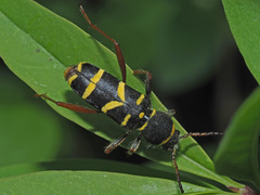 Clytus arietis