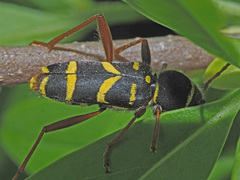 Clytus arietis